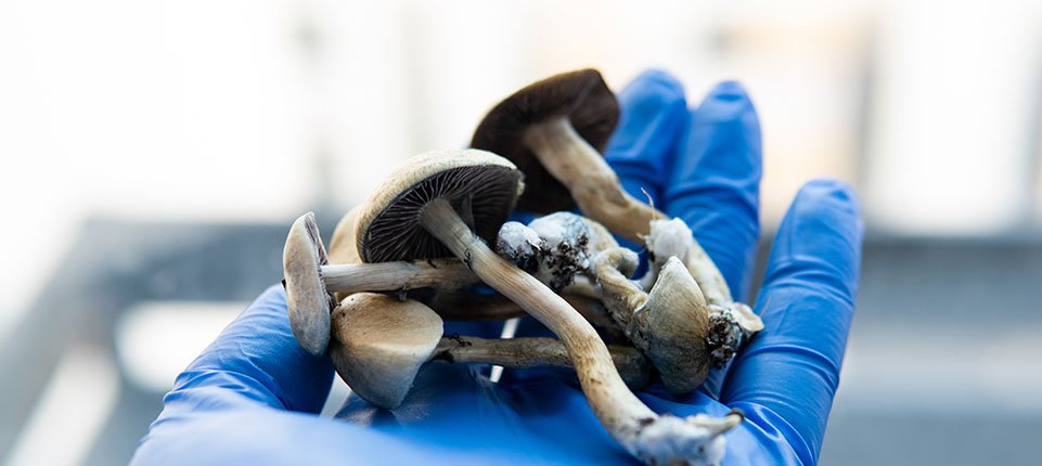  Magic Mushrooms