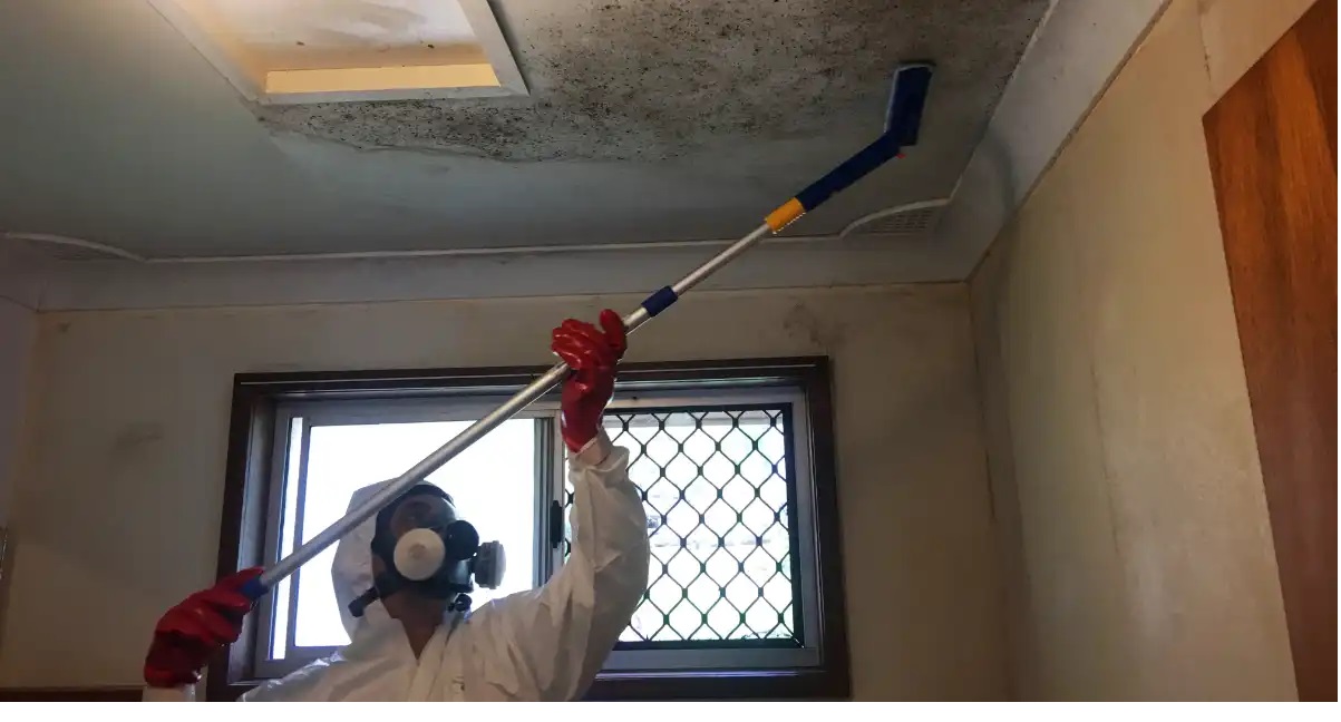 Mould Removal